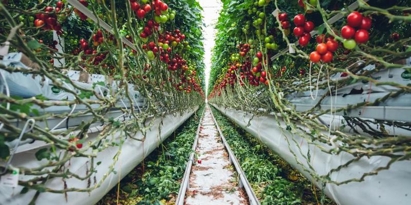 Organski način proizvodnje paradajza