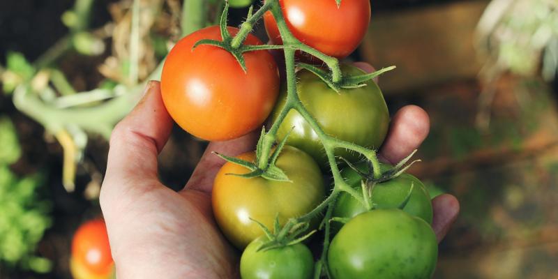 Skidanje zaperaka- jedan od preduslova za veće plodove paradajza