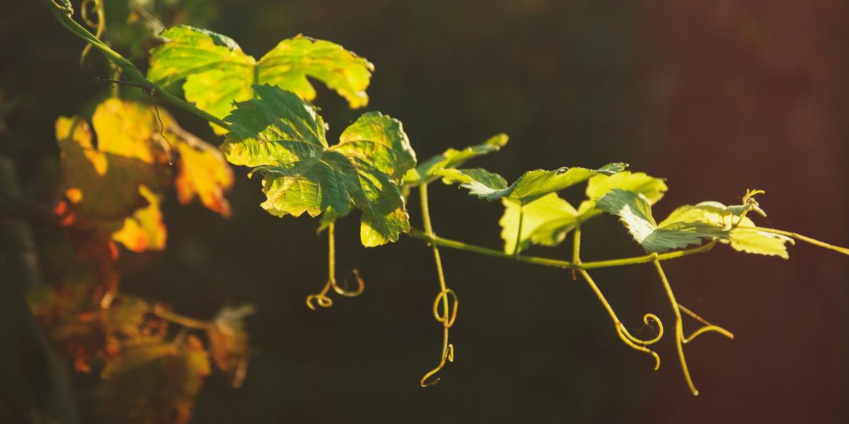 Razlozi rane defolijacije vinove loze