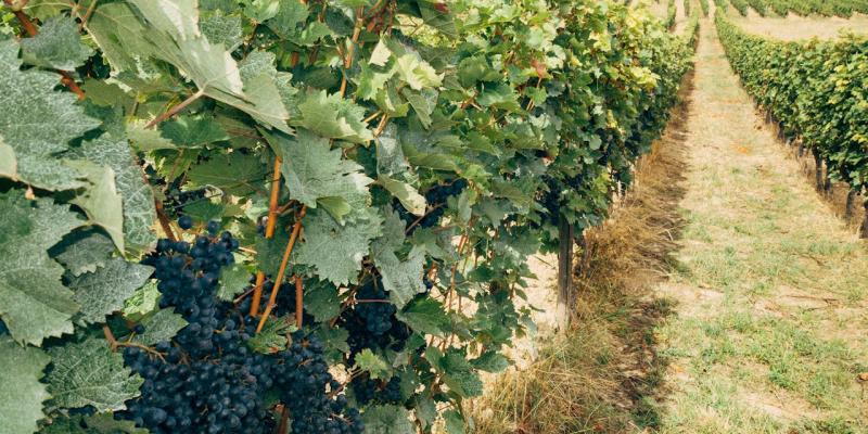 Koja je važnost uklanjanja listova u rodnom vinogradu?