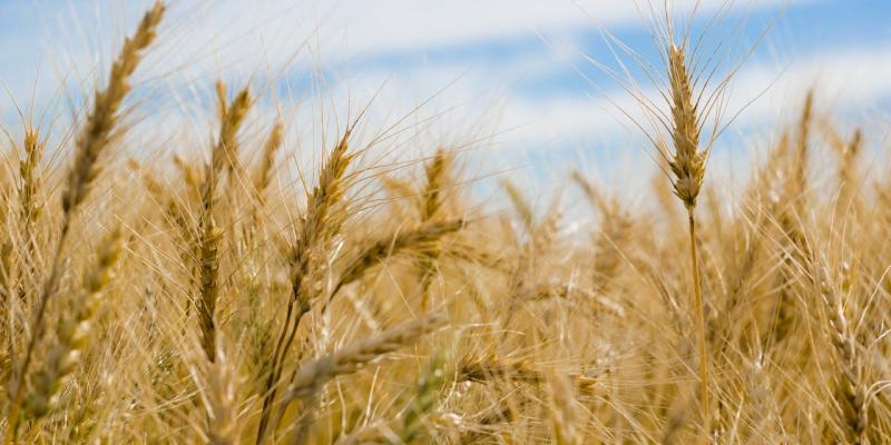 Kako suzbiti zarazu klasa pšenice usled čestih padavina?