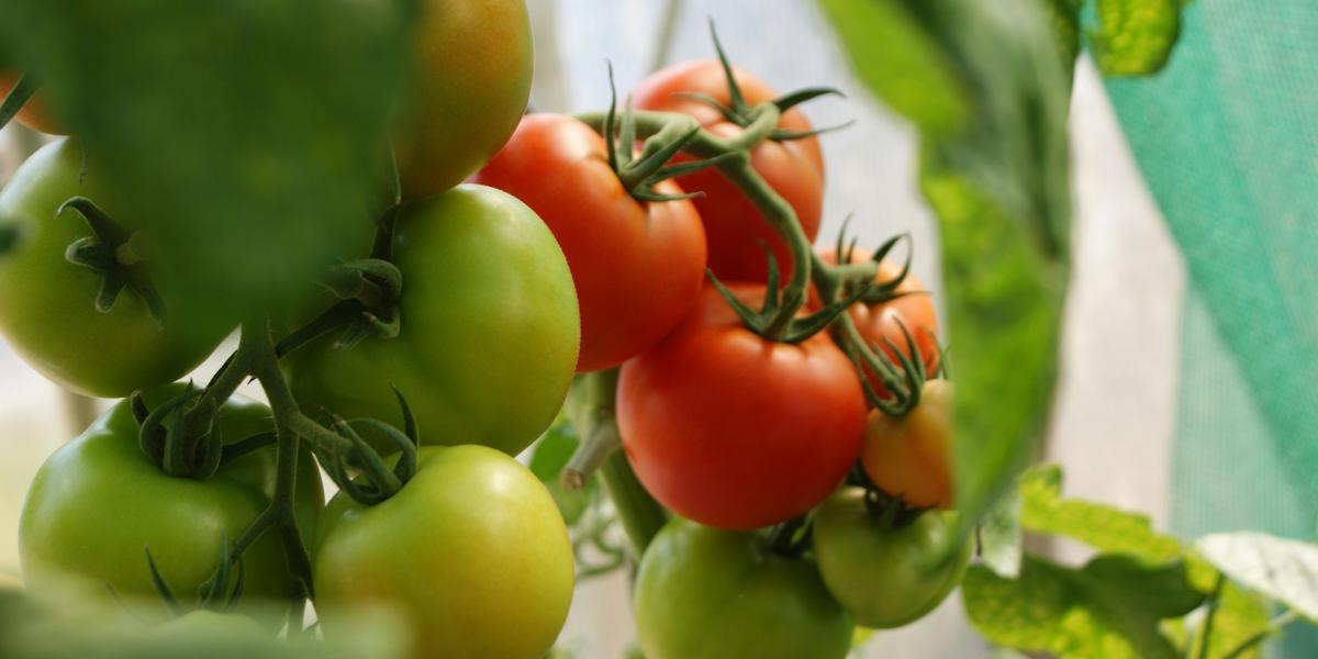 Savjeti za uspješnu njegu paradajza: Kako do zdravog i obilnog uroda