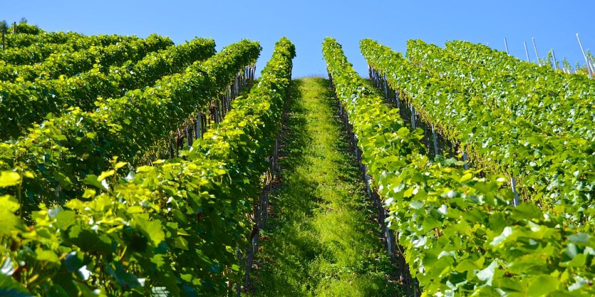 Organsko Vinogradarstvo: Uspon prema Održivosti