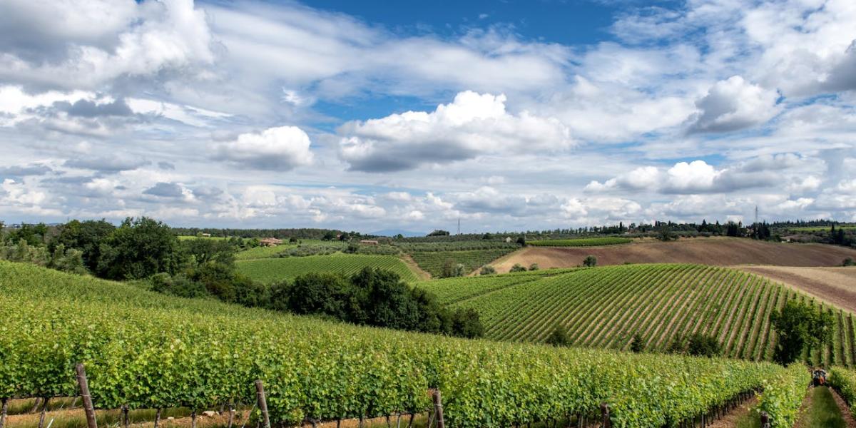 Uloga ruže u vinogradu i njene koristi