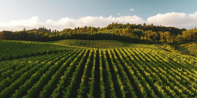 Zaštita vinove loze od ožegotina