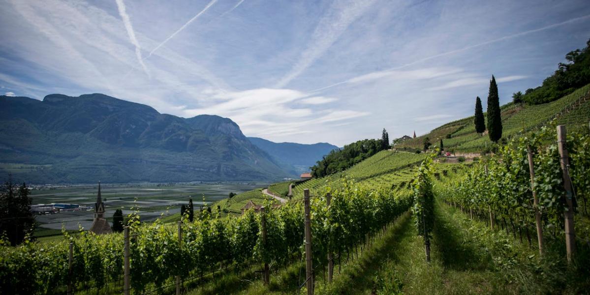 Prorjeđivanje grozdova daje krupne bobice i kvalitetno vino