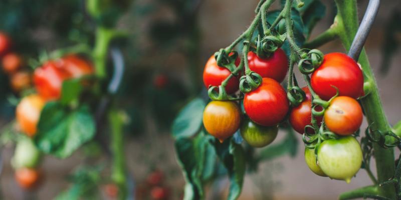 Koje greške se prave pri uzgajanju paradajza?