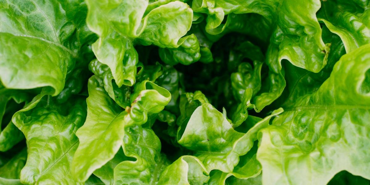 Zelena salata - savjeti za uspješan početak uzgoja