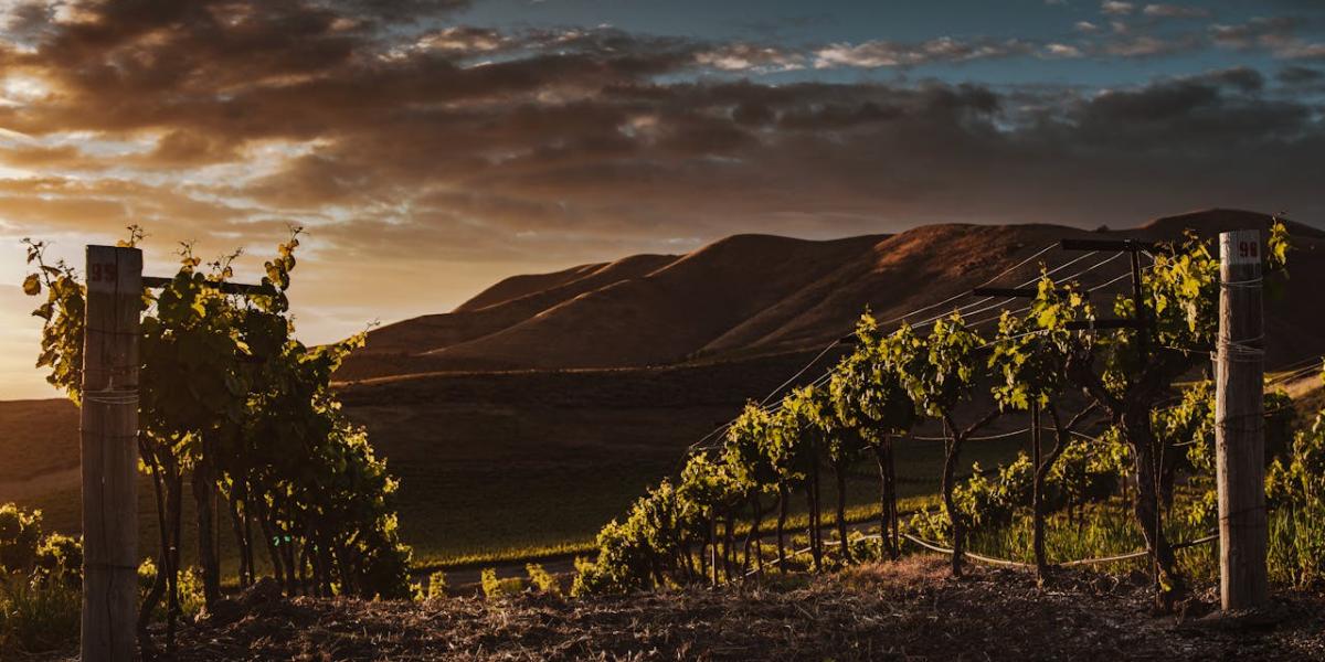 Značaj opracije lačenja vinograda