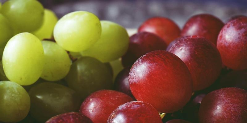 Koje grožđe možemo gajiti bez pesticida