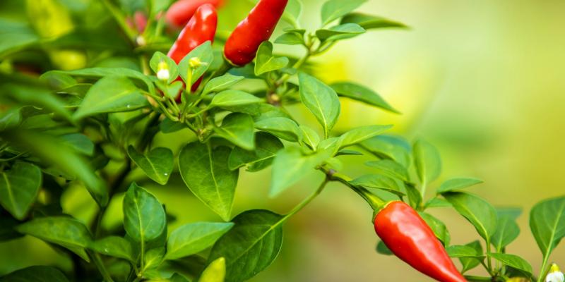 Kako da spriječite opadanje cvjetova paprike?