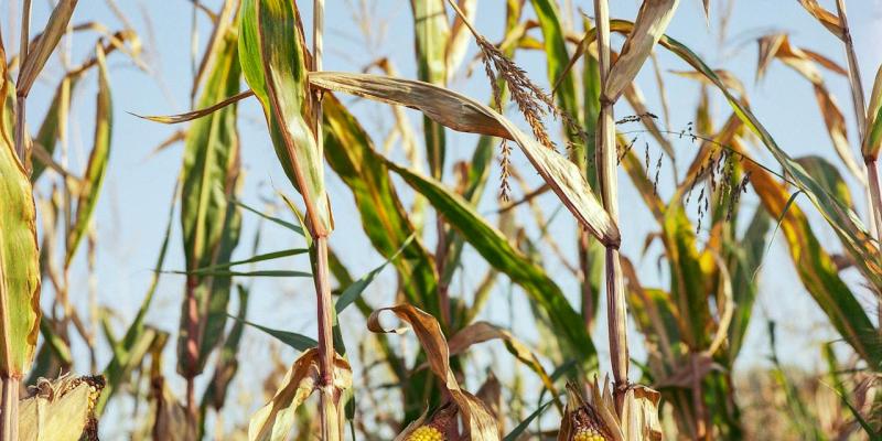 Koje su posljedice nedostatka hranljivih elemenata kod kukuruza?