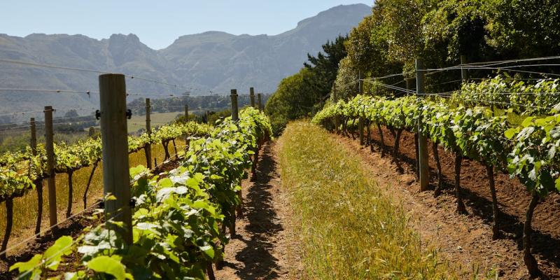 Koliko su opasni virusi vinove loze kod osjetljivih vinograda?