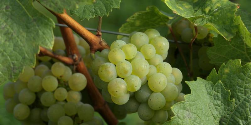 Koliko je korisno lišće vinove loze?