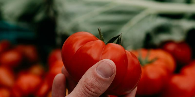 Koji su glavni uzroci bijele boje u unutrašnjosti ploda paradajza?