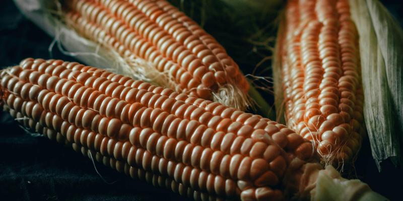 Koji je značaj međurednog kultiviranja kukuruza?