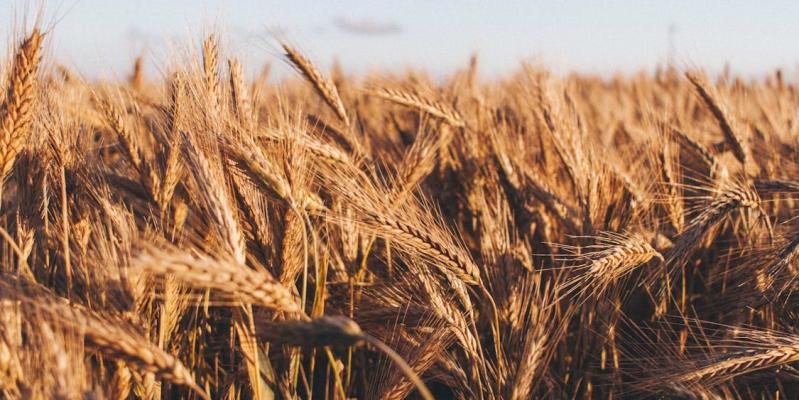 Uticaj suše na razvoj pšenice
