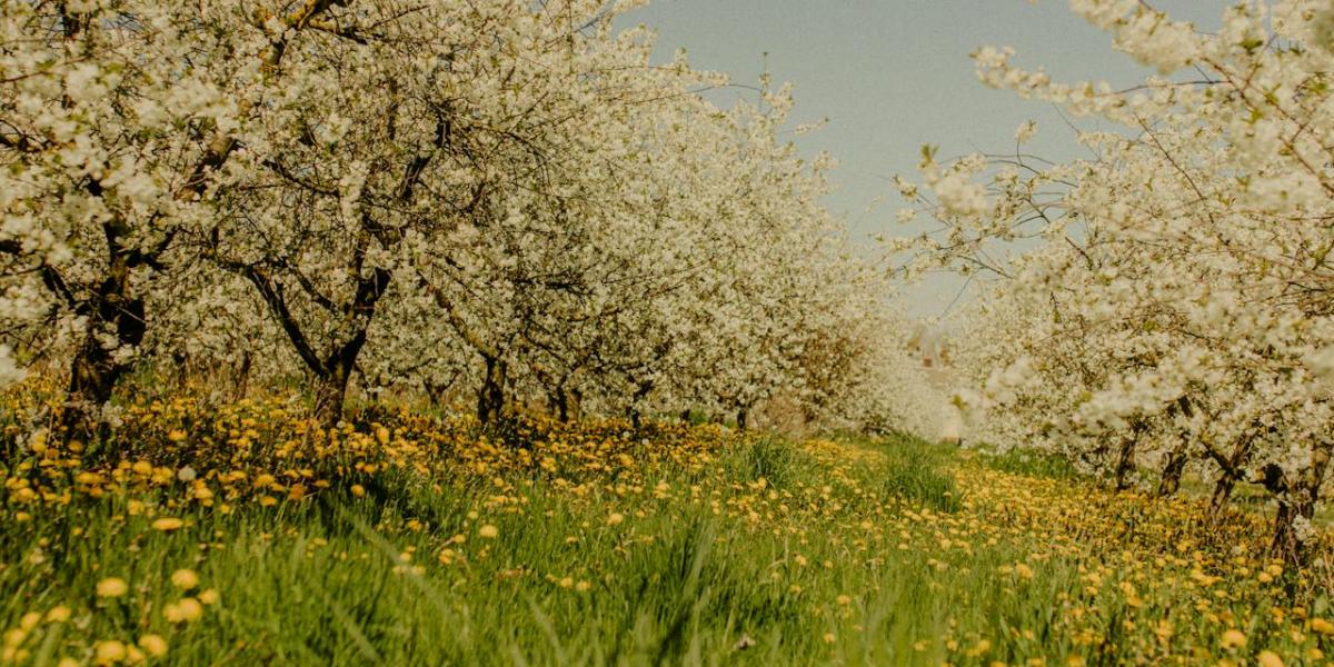 Uticaj zadržavanja vode na voćnjake: Rešenja za efikasno odvodnjavanje