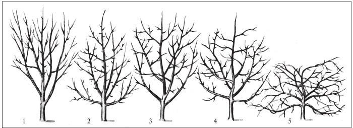 Fig. 8. Canopy shapes of naturally developing fruit trees: 1 – broom-like; 2 – pyramidal (conical); 3 – obconical; 4 – globular; 5 – widely spreading.