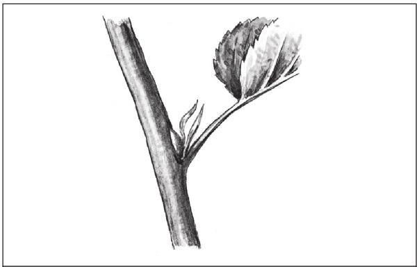 Fig. 10. Axillary bud and supporting leaf.
