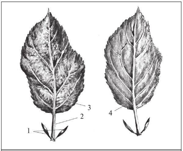 Fig. 20. Leaf: 1 – stipules; 2 – petiole; 3 – leaf blade; 4 – central vein.