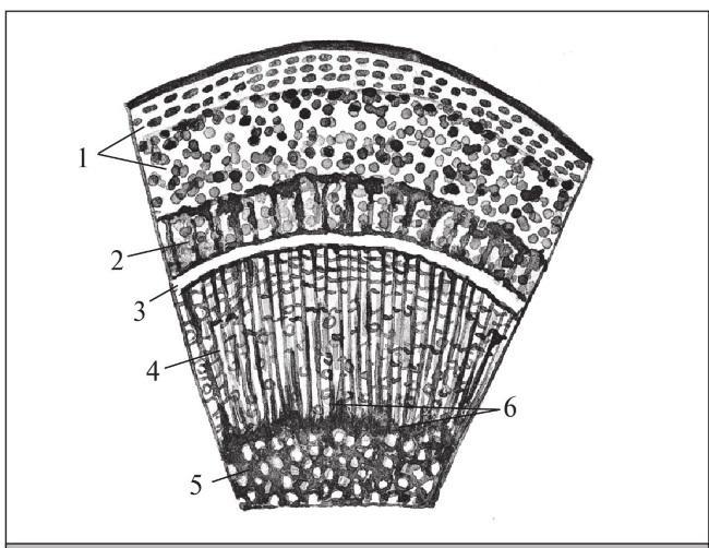 Fig. 28. Anatomical structure of an apple tree branch (cross-section): 1 – bark; 2 – bast (phloem); 3 – cambium; 4 – wood (xylem); 5 – pith; 6 – pith rays.