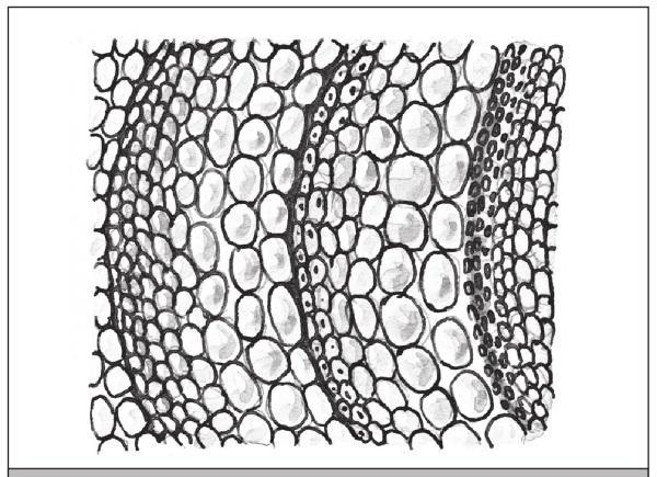 Annual ring. Vessels predominate in spring tissues, while mechanical fibers predominate in later ones.