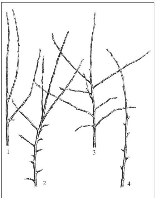 Fig. 31 Bud break capacity (bb) and shoot-forming ability (sf): 1 – low bb and sf; 2 – high bb and medium sf; 3 – high bb and high sf; 4 – high bb and low sf.