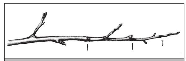 Fig. 34. Regular decrease in the length of annual shoots as they move away from the base of the branch.