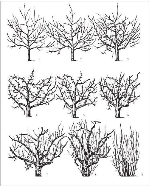 Fig. 37. Age periods of a fruit tree: from the growth of vegetative parts to complete canopy death.