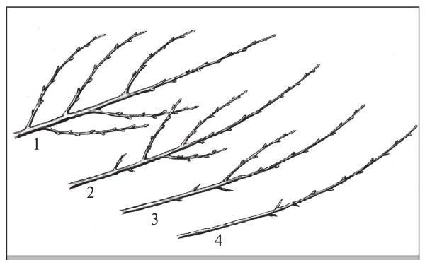 Fig. 38. Apical dominance: 1 – weak; 2 – moderate; 3 – strong; 4 – very strong.