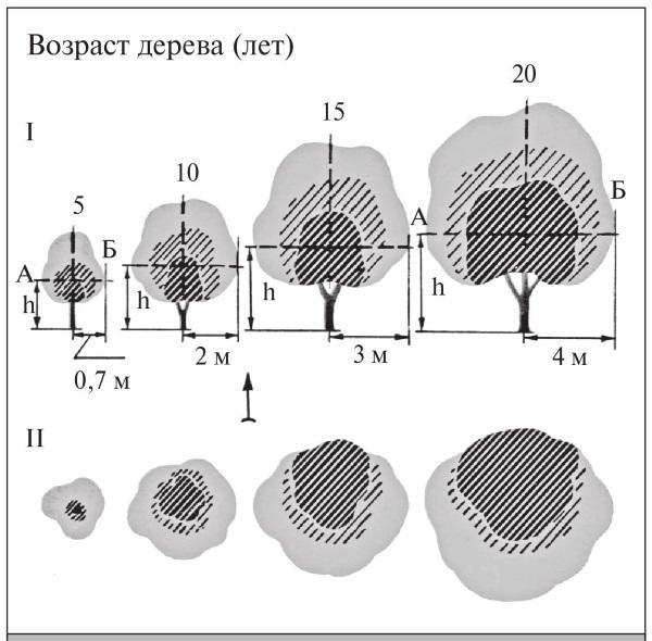 Fig. 49. Illumination of a rounded canopy depending on size: I – vertical section; II – horizontal section at height h along line AB.