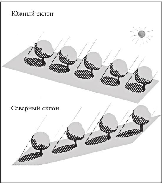 Рис. 55. Расстояние между деревьями (рядами деревьев) на северном склоне должно быть больше, чем на южном.