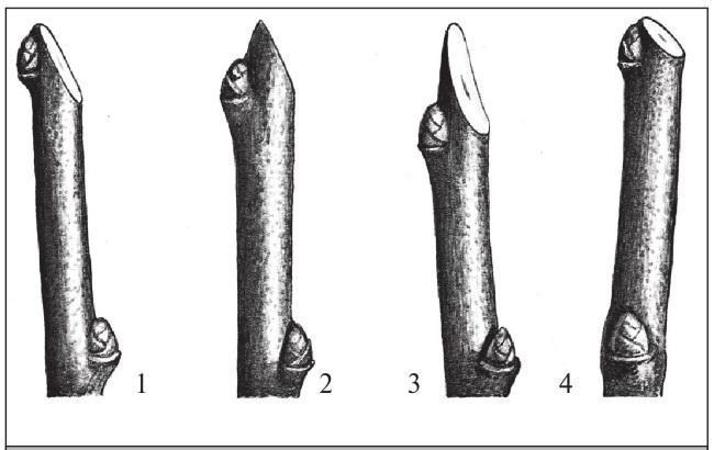 Рис. 64. Срез на почку: