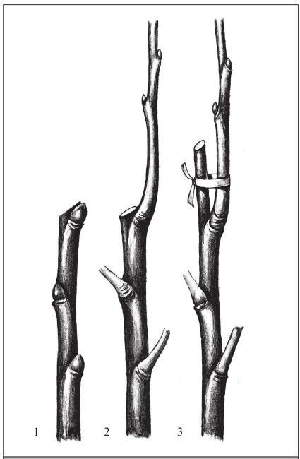 Рис. 66. Правильный срез (1, 2), оставлен шипик для подвязки побега (3).