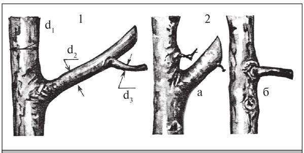 Fig. 104. Ratio between the diameter of the central leader and the main branch: 1 – good d1 = 2d2 = 4d3; 2 – bad – the diverging branch is too thick (a) or too thin (b).