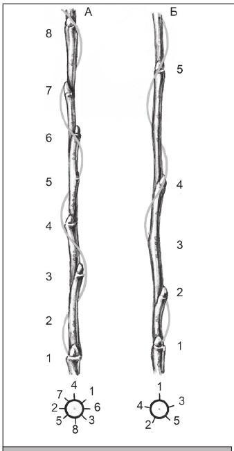 Рис. 109. Расположение почек и листьев при цикле 3/8 (А) и 2/5 (Б).
