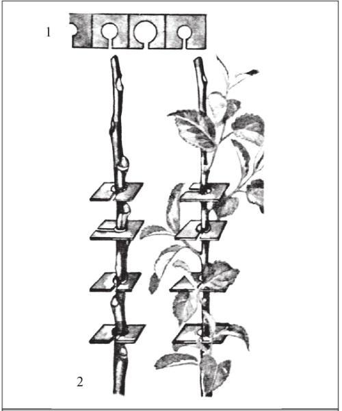 Fig. 1. Increasing branch crotch angles in the nursery using plastic spreaders: 1 – a strip with holes of various diameters corresponding to the thickness of the one-year-old shoots in the upper part, with a slit for ease of installation above the bud; 2 