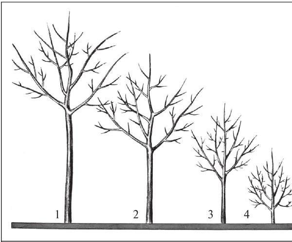 Рис. 119. Высота штамба: 1 – высокий; 2 – средний; 3 – низкий; 4 – кустовидная крона.