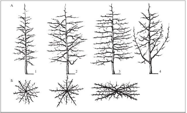 Fig. 175. Rounded artificial crown shapes: 1 – spindle; 2 – spindle bush (spindelbusch); 3 – flat spindle bush; 4 – freely growing spindle bush; A – view in the plane of the row; B – in the horizontal projection of the row.