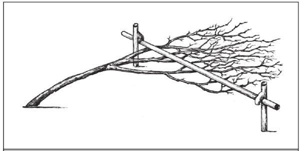 Рис. 186. Минусинский стланец или полустланец.