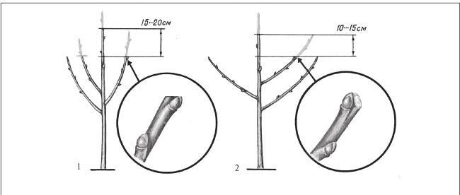 Fig. 198. Pruning branches during growth: 1 – pyramidal; 2 – spreading.