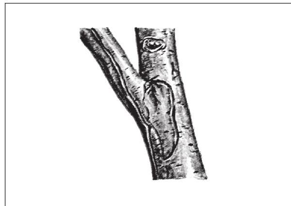 Рис. 241. Обособление подмерзших участков коры на стволе.