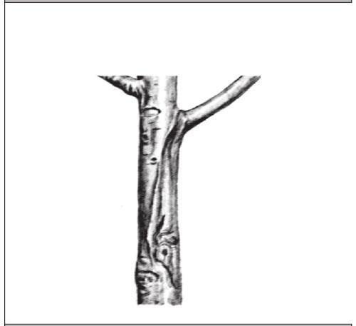 Рис. 243. Локальные морозобоины.