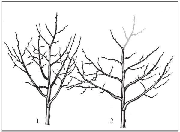 Переформировка округлой кроны в пальметту: 1 – до; 2 – после.