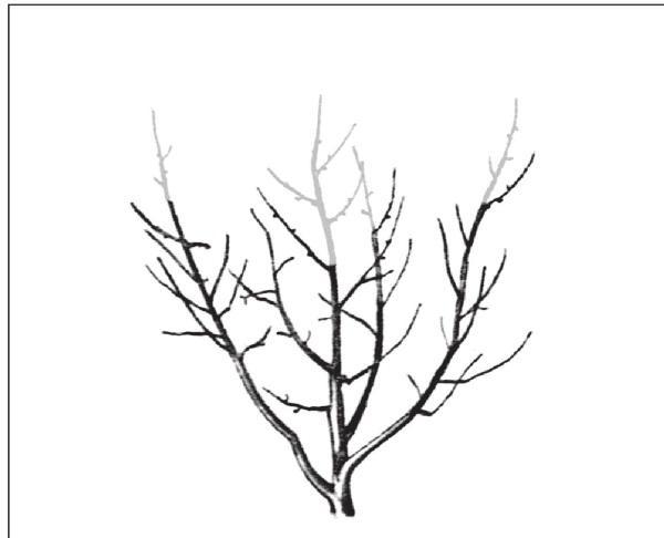 Fig. 255. Completion of formation by pruning the central leader to a single side branch. All other branches in the upper part of the canopy are also pruned by transferring them to branches directed toward the periphery.
