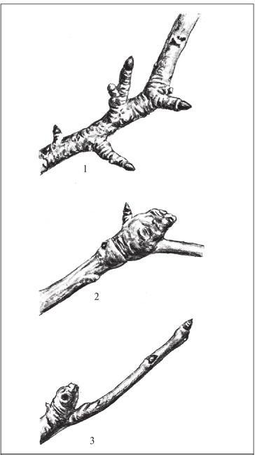 Рис. 260. Плодовые (генеративные) ветви груши: 1 – кольчатки; 2 – плодовая сумка с кольчаткой и вегетативной ветвью; 3 – копьецо.