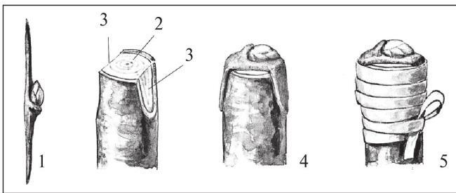 Рис. 278. Прививка в торец ветви: 1 – щиток; 2 – срез коры; 3 – продольные срезы коры; 4 – накладка щитка; 5 – обвязка.