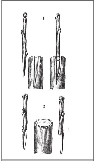 Рис. 282. Прививка за кору: 1 – с разрезом коры; 2 – без разреза коры; 3 – с седлом.