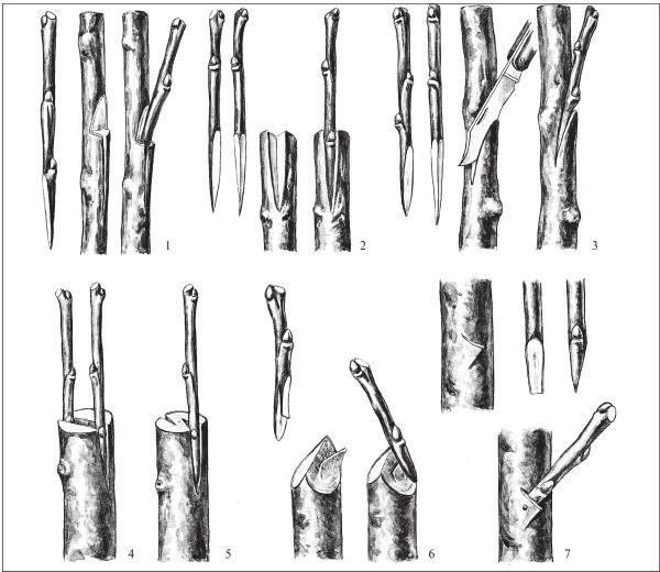 Рис. 283. Прививки: 1 – паразитарная; 2 – гайсфусом; 3 – в боковой зарез; 4 – врасщеп; 5 – в периферийный полурасщеп; 6 – боковая; 7 – боковая за кору.